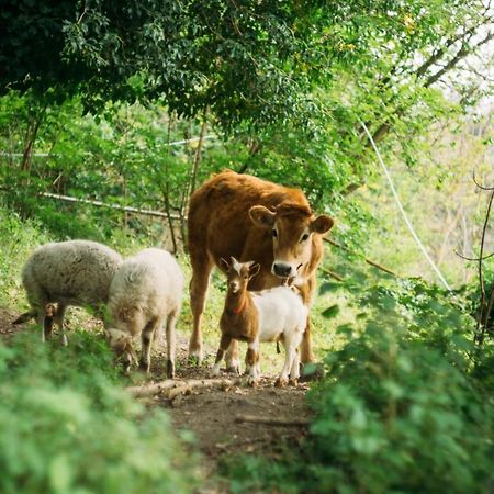 Domus Agricolae Corallina Torre del Greco Zewnętrze zdjęcie