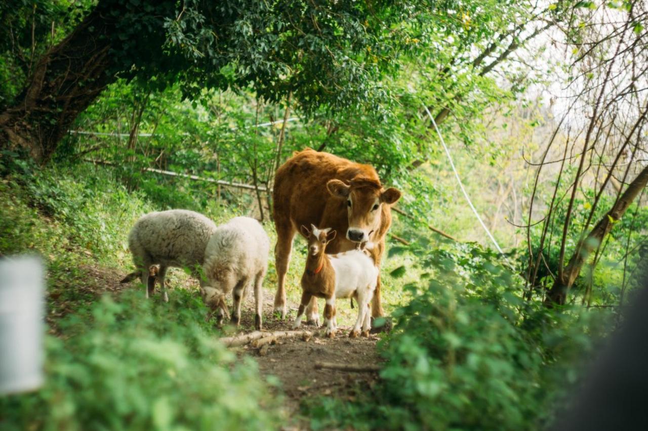 Domus Agricolae Corallina Torre del Greco Zewnętrze zdjęcie